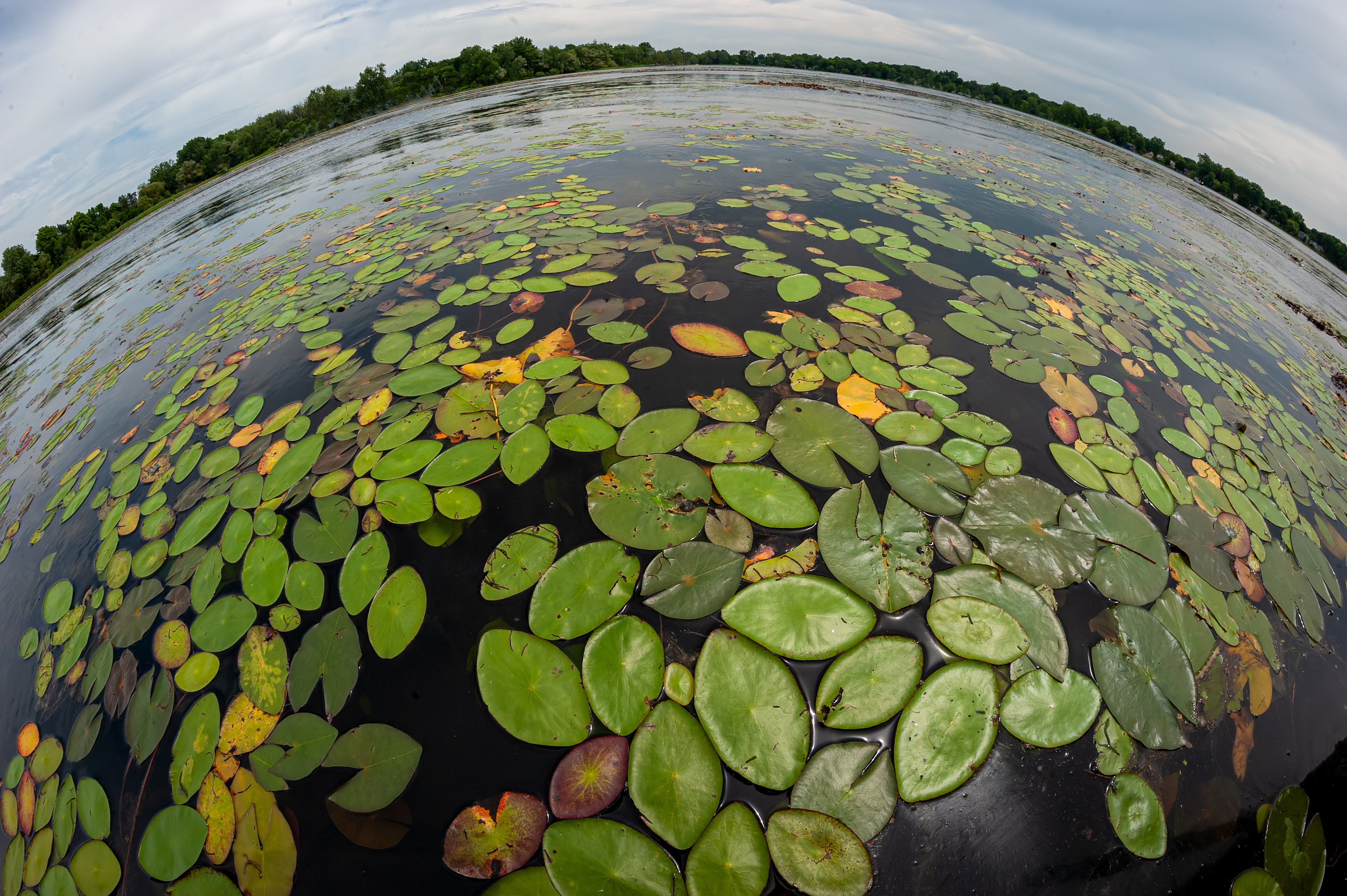 Watershield - Native Species.jpg